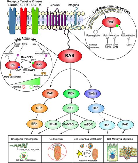 frontiers ras striking   core   oncogenic circuitry