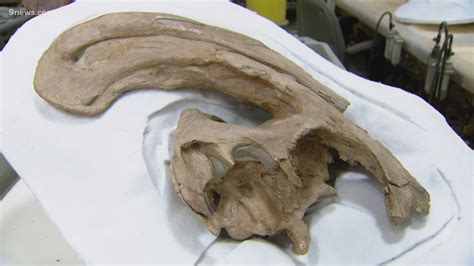 Rare Dinosaur Skull Found In New Mexico 9news