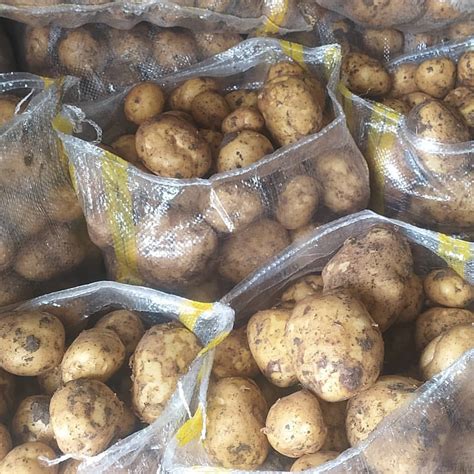 Fresh Potatoes Mini Cam Agro Industrial Construction Company Limited