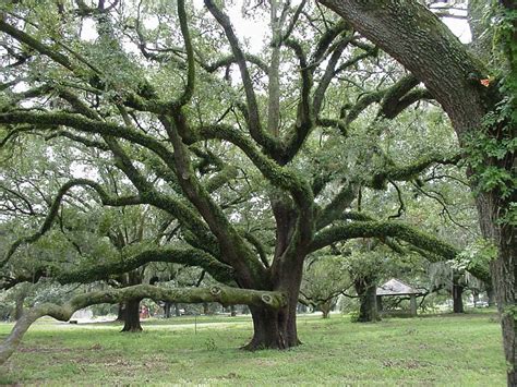 florida live oak trees - Verla Harlan