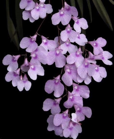 Ionopsis Utricularioides Plantae Orchids And Rare Plants