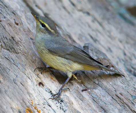 Sulphur-bellied Warbler Identification - Shanghai Birding 上海观鸟