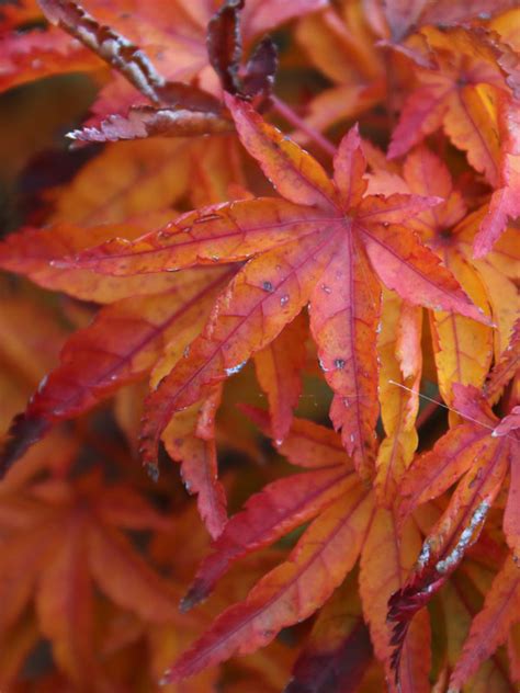 Shishigashira Japanese Maple J Frank Schmidt Son Co