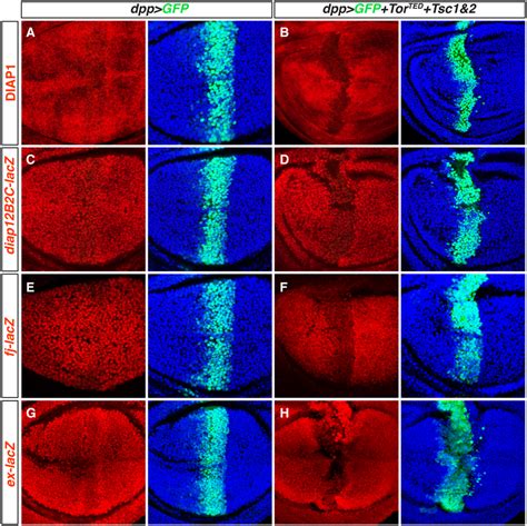 TOR Inhibition Reduces Yki Target Gene Expression Wing Discs