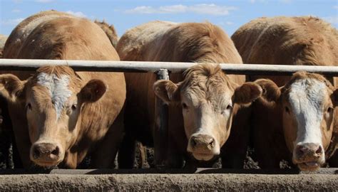 Feeding Barley Grain To Beef Cattle The Barley Bin