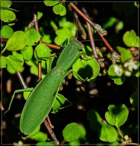 Praying Mantis In New Zealand Travis Wetland