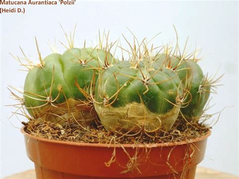 Matucana Aurantiaca Polzii Succulents Plants Cactus And Succulents