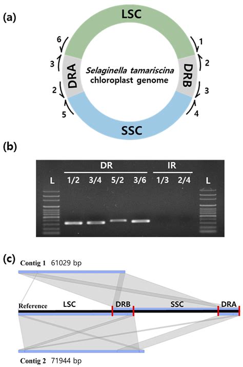 Ijms Free Full Text Plastid Genomes Of The Early Vascular Plant