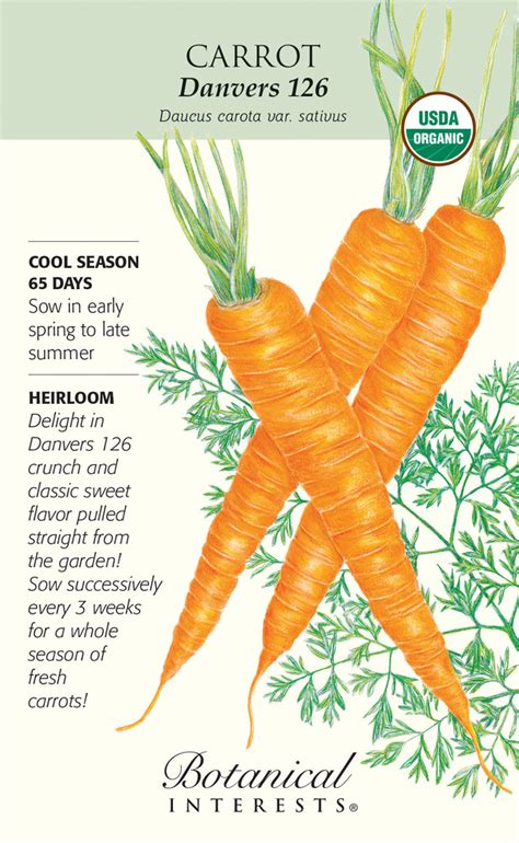 Organic Danvers 126 Carrot Seeds - 3 grams - Hirt's Gardens