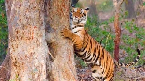 Tourists Made Video Of Tigress In Khitauli Zone Of Bandhavgarh Tiger Reserve Amar Ujala Hindi