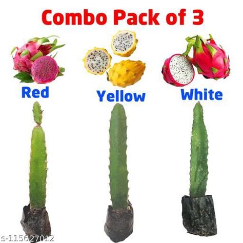 Dragon Fruit Plant Combo Pack Red White And Yellow