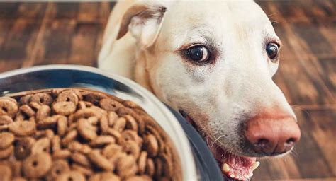 Best Dry Dog Food Options For Pets Who Love That Kibble Crunch