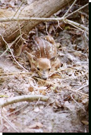 we-are-having-whitetail-deer-fawns-4