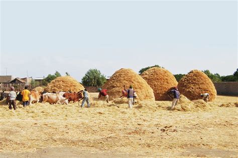 Maturing Ethiopia’s agriculture through quality - Capital Newspaper