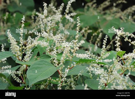 Japanese Knotweed Fallopia Japonica Polygonum Cuspidatum Invasive