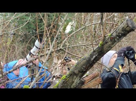 Senior Bird Walk Union Bay Natural Area Plus Clips From Edmonds