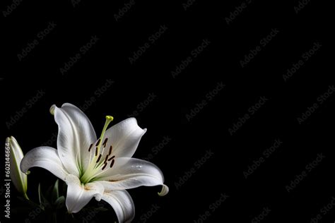 White Delicate Lily Flowers In The Corner On Black Background Lily