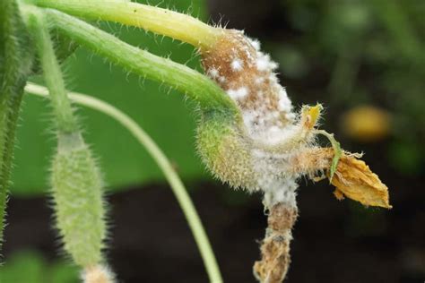 White Mold On Plants How To Identify And Deal With Sclerotinia Rot