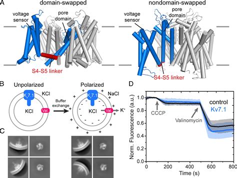 The Membrane Electric Field Regulates The PIP2 Binding Site To Gate The