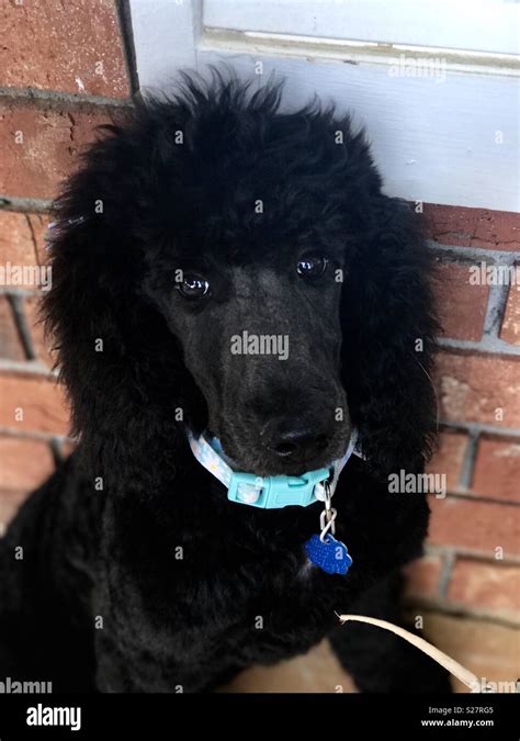 Black standard poodle hi-res stock photography and images - Alamy