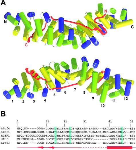 Crystal Structure Of A Catenin Tcf Complex Cell