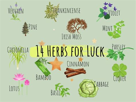 Green Magic Alluring Herbs For Luck And Prosperity