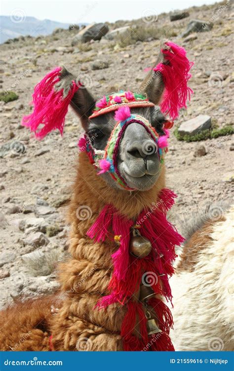 Lama Décoré Photo Stock Image Du Verticale Décoré Pérou 21559616