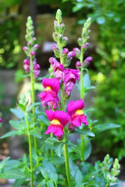 Premium Photo Antirrhinum Is A Genus Of Plants Commonly Known As