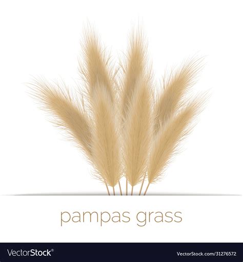 Pampas Golden Grass Copy Space On Stripe Vector Image