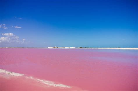 Las Coloradas Mexicos Unreal Pink Salt Lakes And Flamingo Paradise