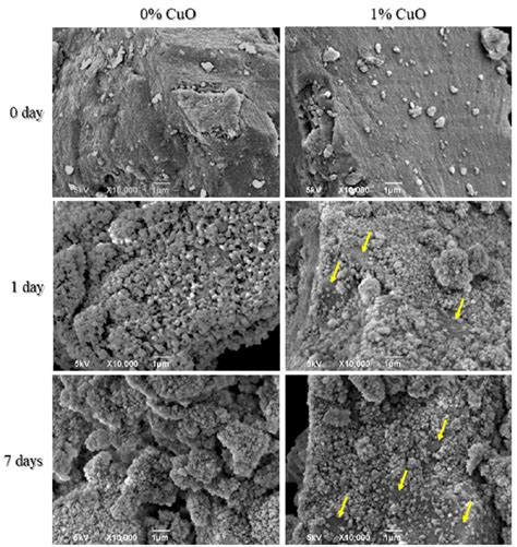 SEM Images Of The Bioactive Glass Samples Before 0 Day Or Before The