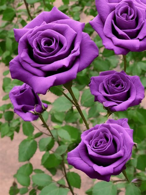 Top Purple Flowers Images Amazing Collection Purple Flowers