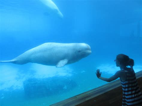 Kid and Beluga by Codetski101 on DeviantArt