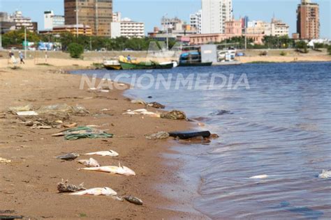 Diario Hoy Mortandad De Peces En Asunci N Diario Hoy