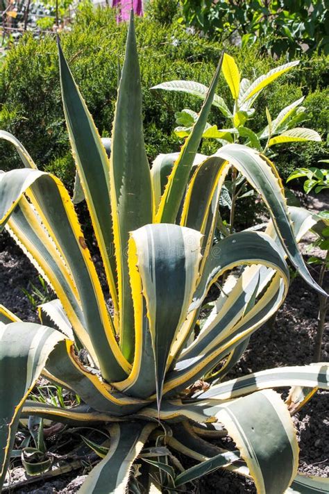 Agave Gigante Cactus Succulum Crece Al Aire Libre En Un Parque Y Jardín