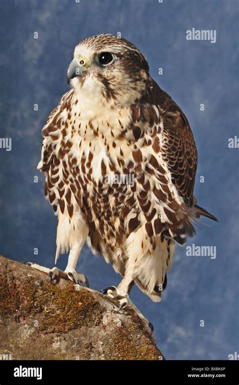 Peregrine Hybrid Hi Res Stock Photography And Images Alamy