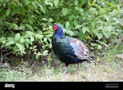 The Green Pheasant Also Known As The Japanese Green Pheasant Stock