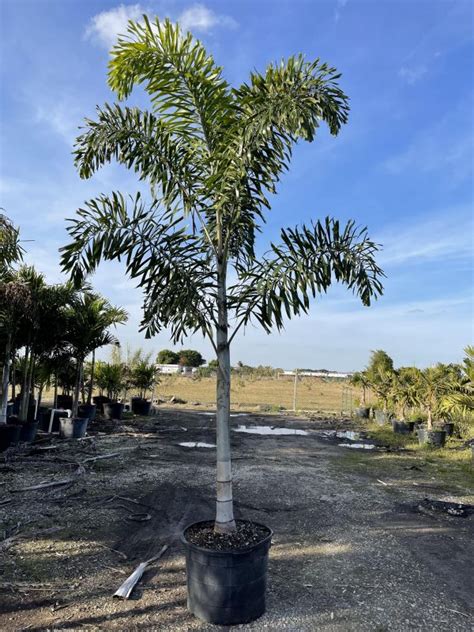 Foxtail Palm AOL Foliage