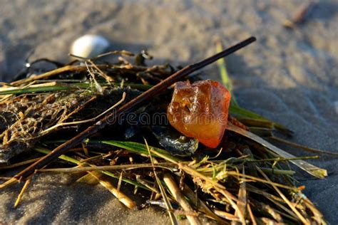 Bursztyn na plaży zdjęcie stock Obraz złożonej z bursztyn 67043544