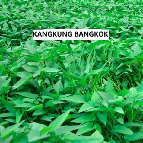 Cara Menanam Kangkung Hidroponik Dengan Mudah Dan Murah Store Golden