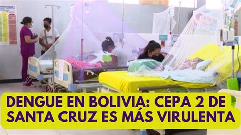 Dengue en Bolivia la cepa de Santa Cruz es más virulenta YouTube