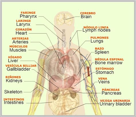 Labeled Diagram Of The Lymphatic System Anatomy System