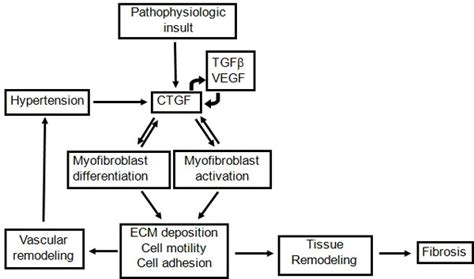 Ctgf Is A Central Mediator Of Tissue Remodeling And Fibrosis Many