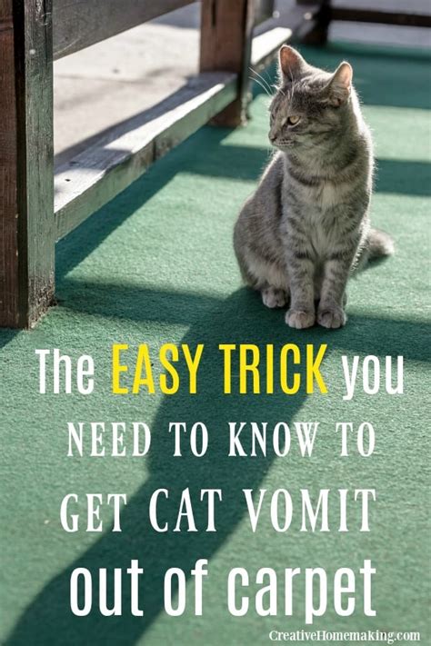 How to Clean Cat Vomit from Carpet - Creative Homemaking