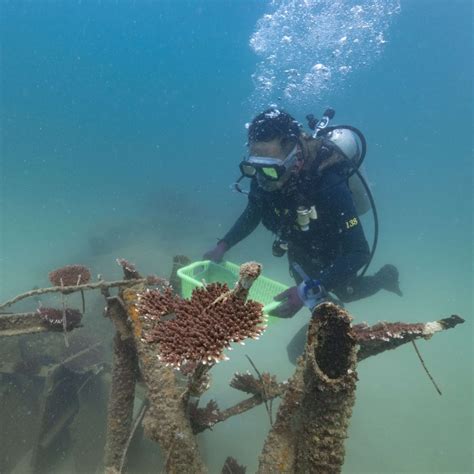 Can Beijing bring the South China Sea’s ravaged coral reefs back to ...