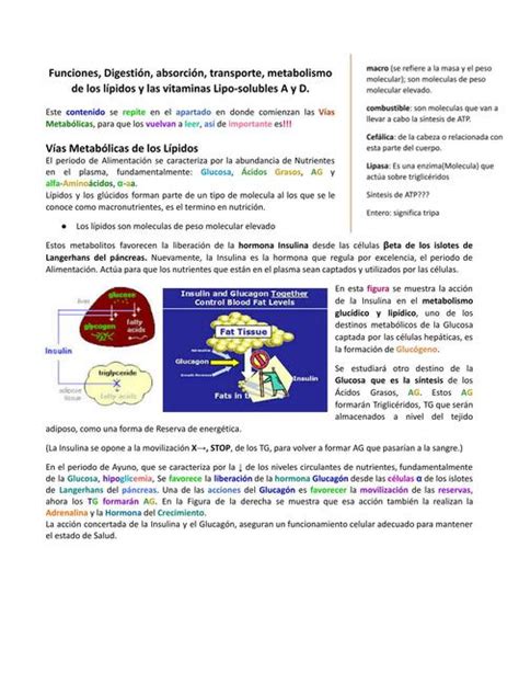 Funciones Digesti N Absorci N Transporte Metabolismode Los L Pidos