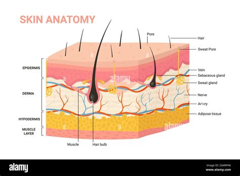 Hypodermis Layer