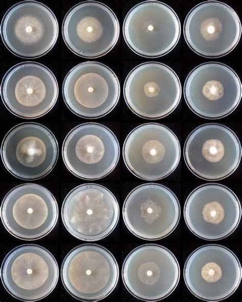 Colony Morphology Of Top To Bottom Isolate Cmw Phytophthora