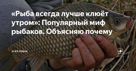 «Рыба всегда лучше клюёт утром»: Популярный миф рыбаков. Объясняю ...