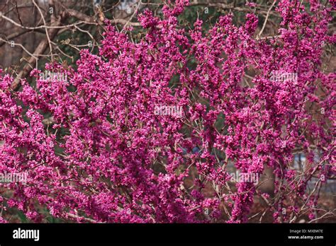 Don Egolf Chinese Redbud Cercis Chinensis Don Egolf Stock Photo Alamy